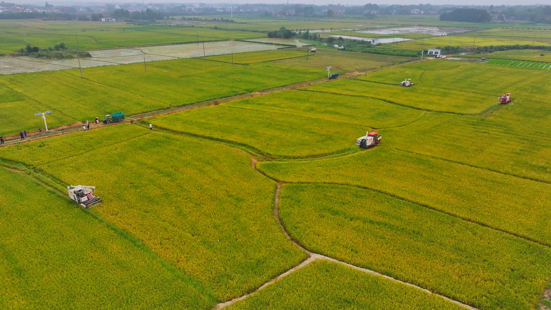 數(shù)臺(tái)收割機(jī)同時(shí)作業(yè),。常德市鼎城區(qū)融媒體中心供圖