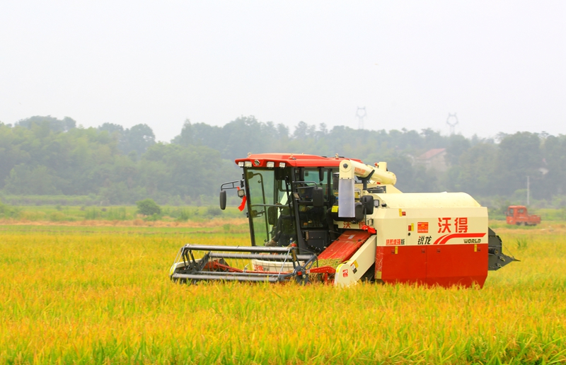 早稻收割忙,，農(nóng)機(jī)來(lái)助力,。常德市鼎城區(qū)融媒體中心供圖