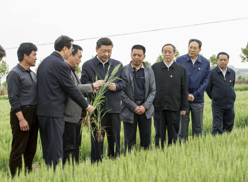 2016年4月25日下午，習近平在安徽滁州市鳳陽縣小崗村察看小麥長勢,。左一為種糧大戶程夕兵,。新華社記者 李學仁 攝